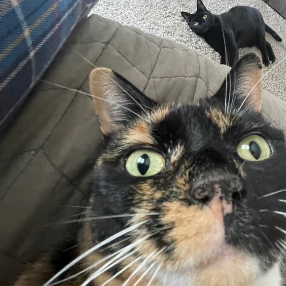 cats! - Picture 1 of 16